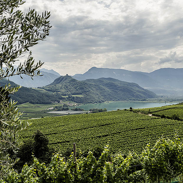 weinlandschaft.jpg
